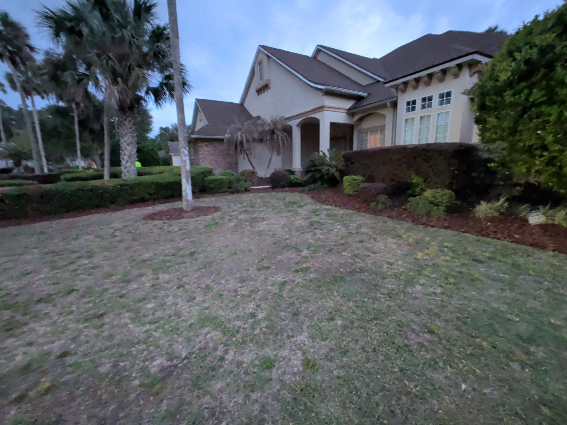 Large suburban house with a brown lawn, shrubs, and palm trees at dusk