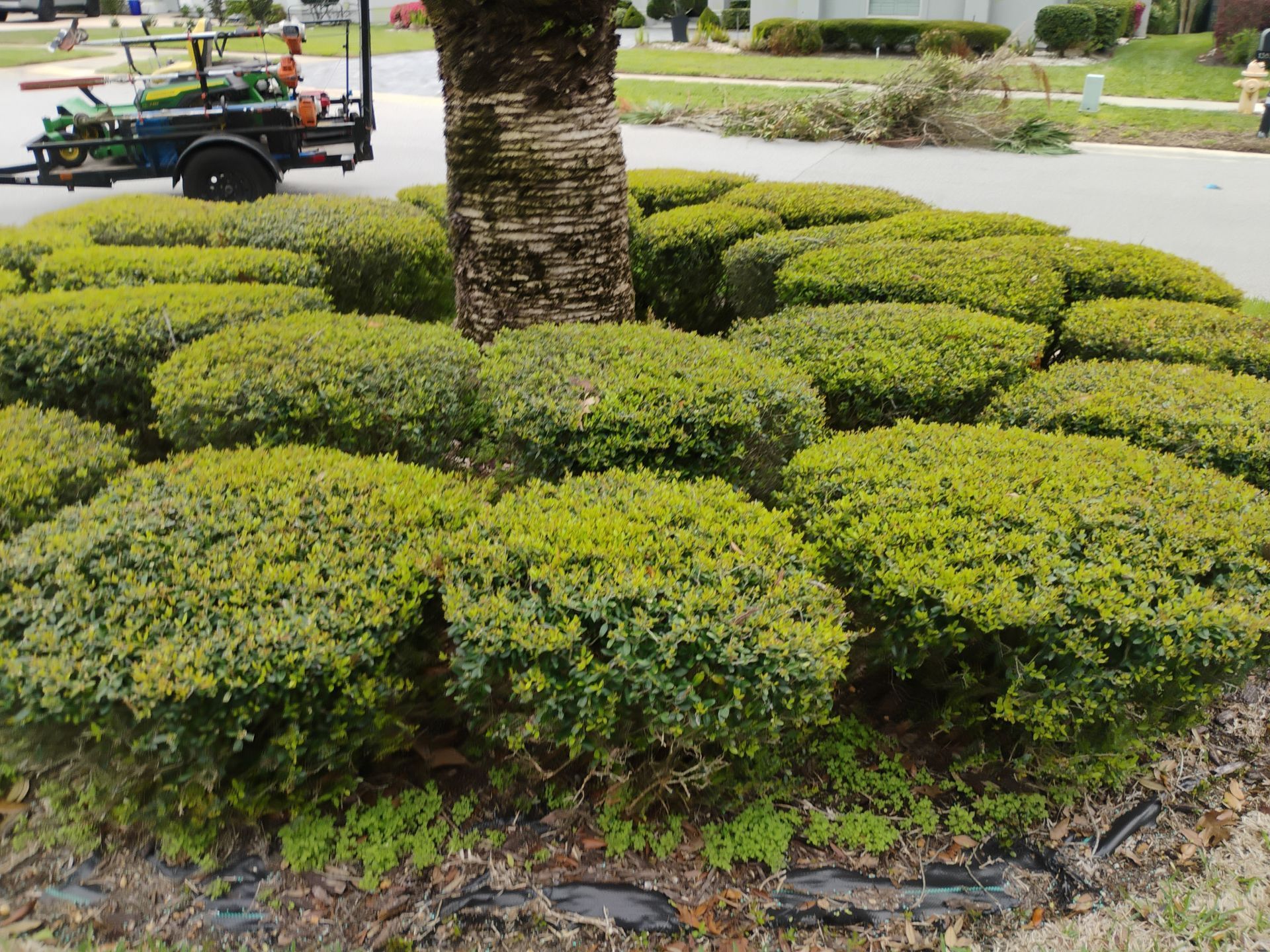 Trimmed shrubs surrounding a palm tree in a landscaped roundabout, with a lawn cart in the background