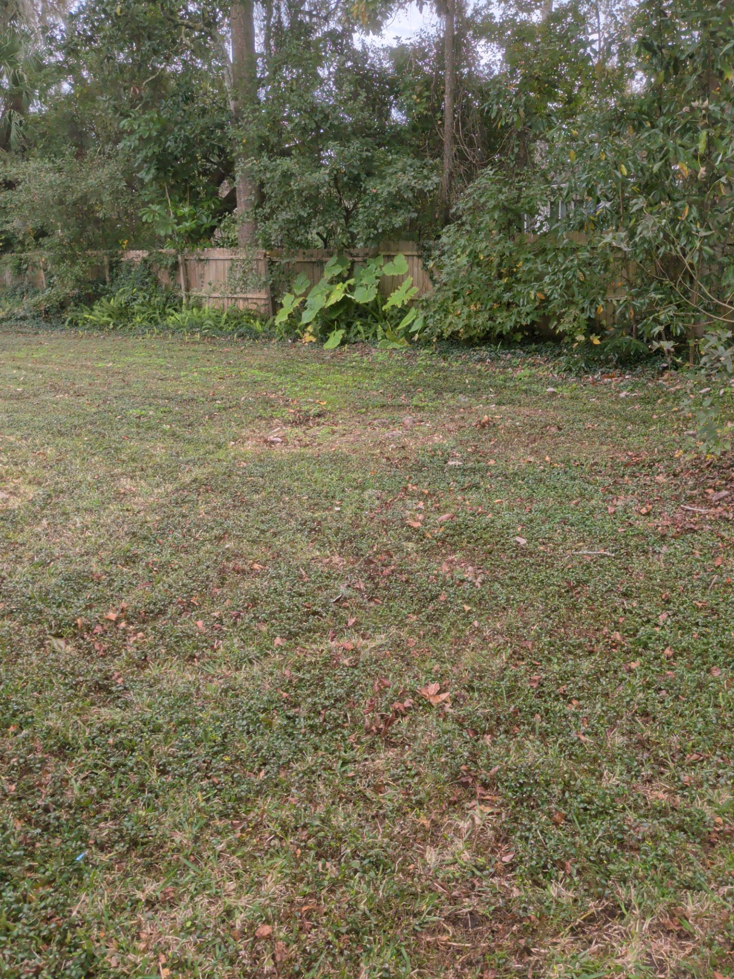 Grassy yard with trees and foliage in the background. A weathered structure is partially visible.