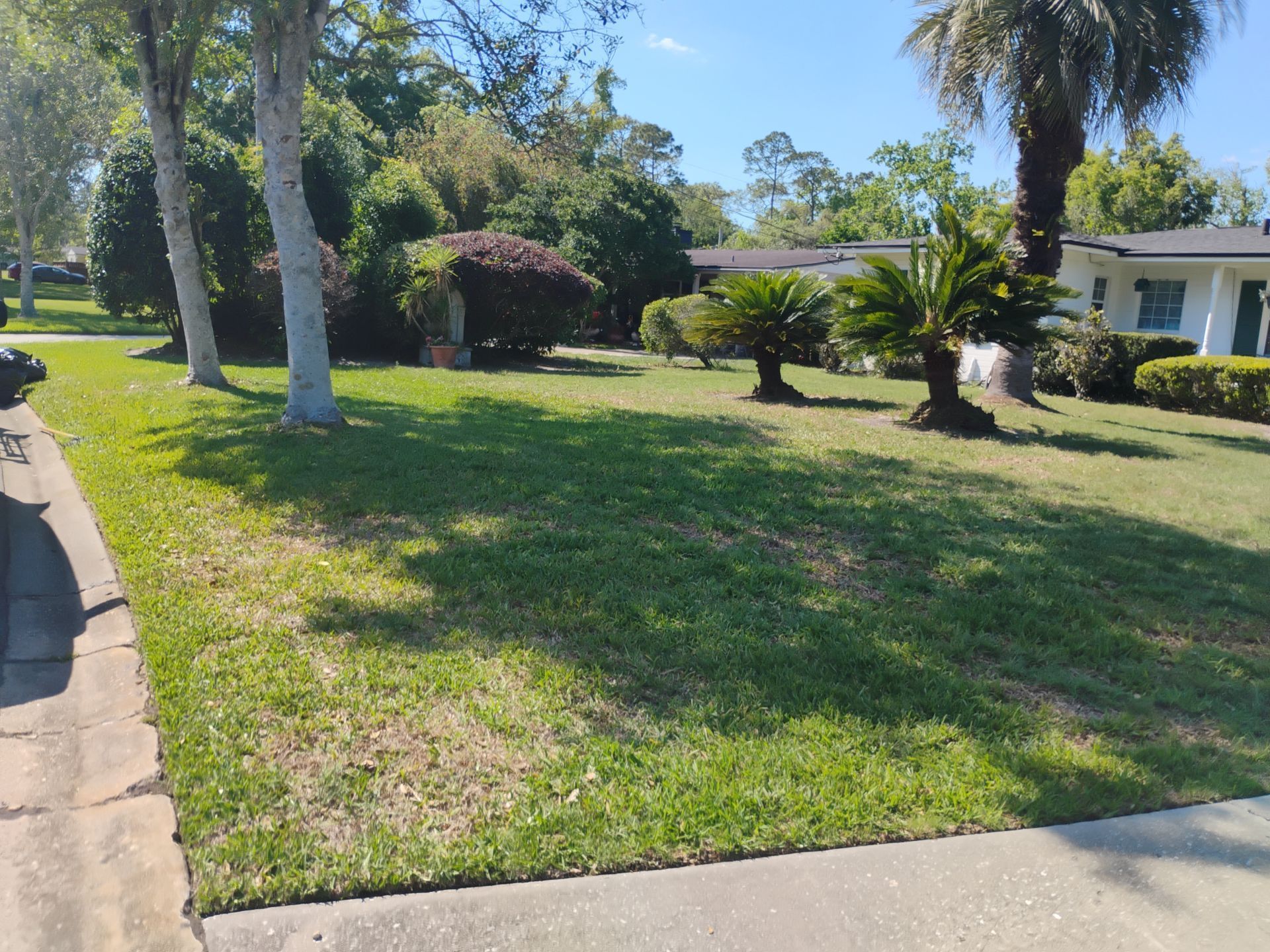 Sunny suburban front yard with palm trees, green lawn, and a house in the background