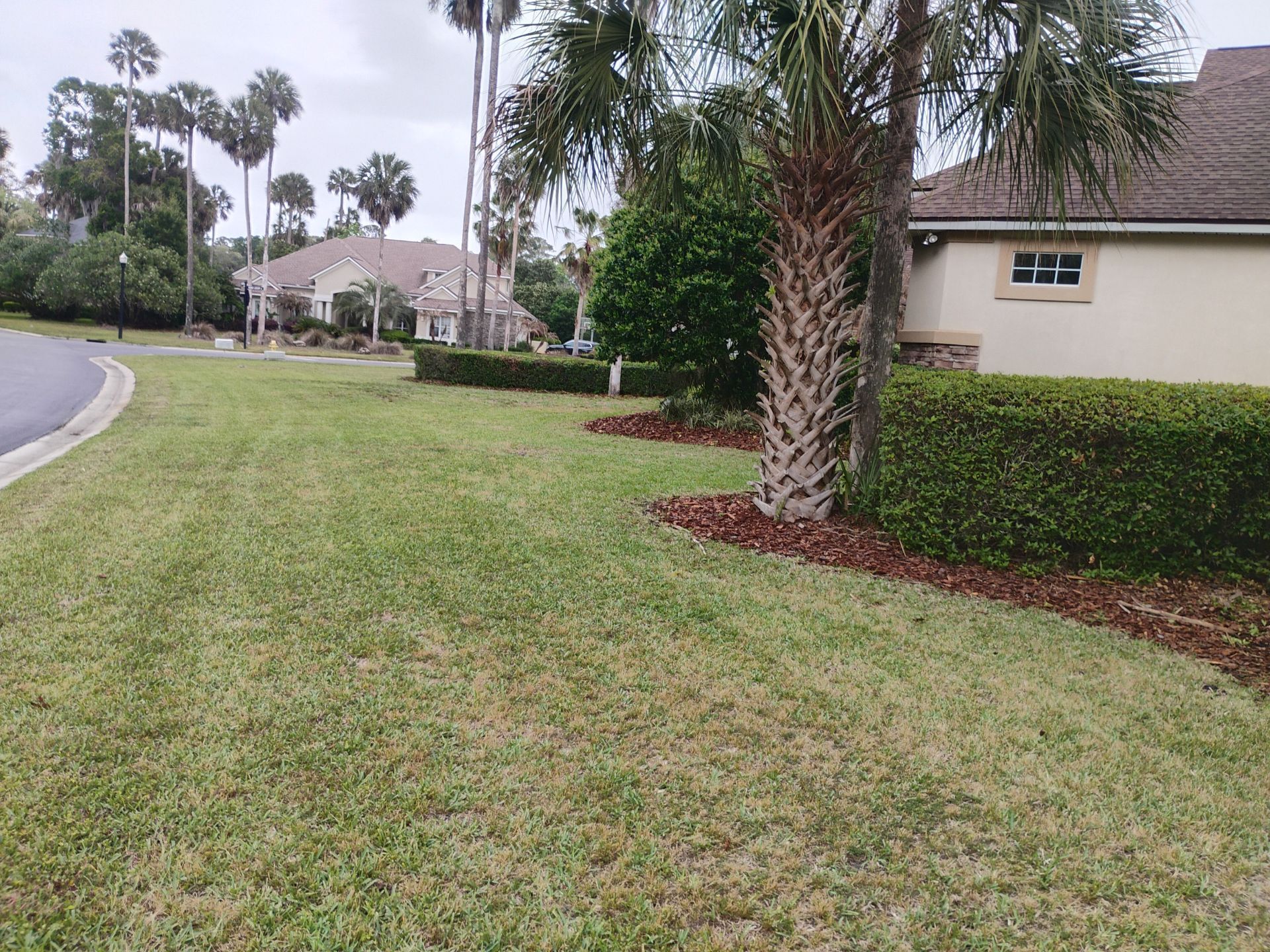 Suburban lawn with palm trees, hedges, and a beige house beside a curving road