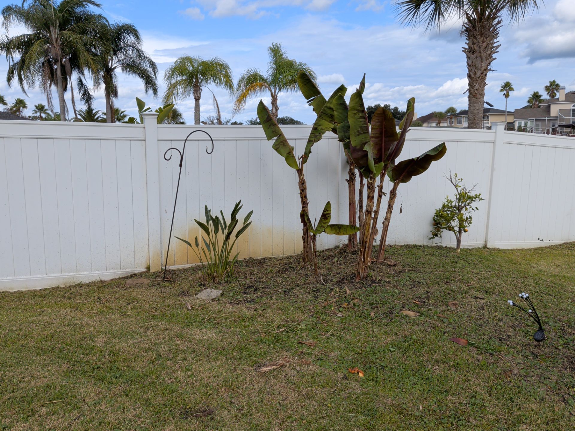 Backyard with white fence, green grass, and various plants including palm trees.