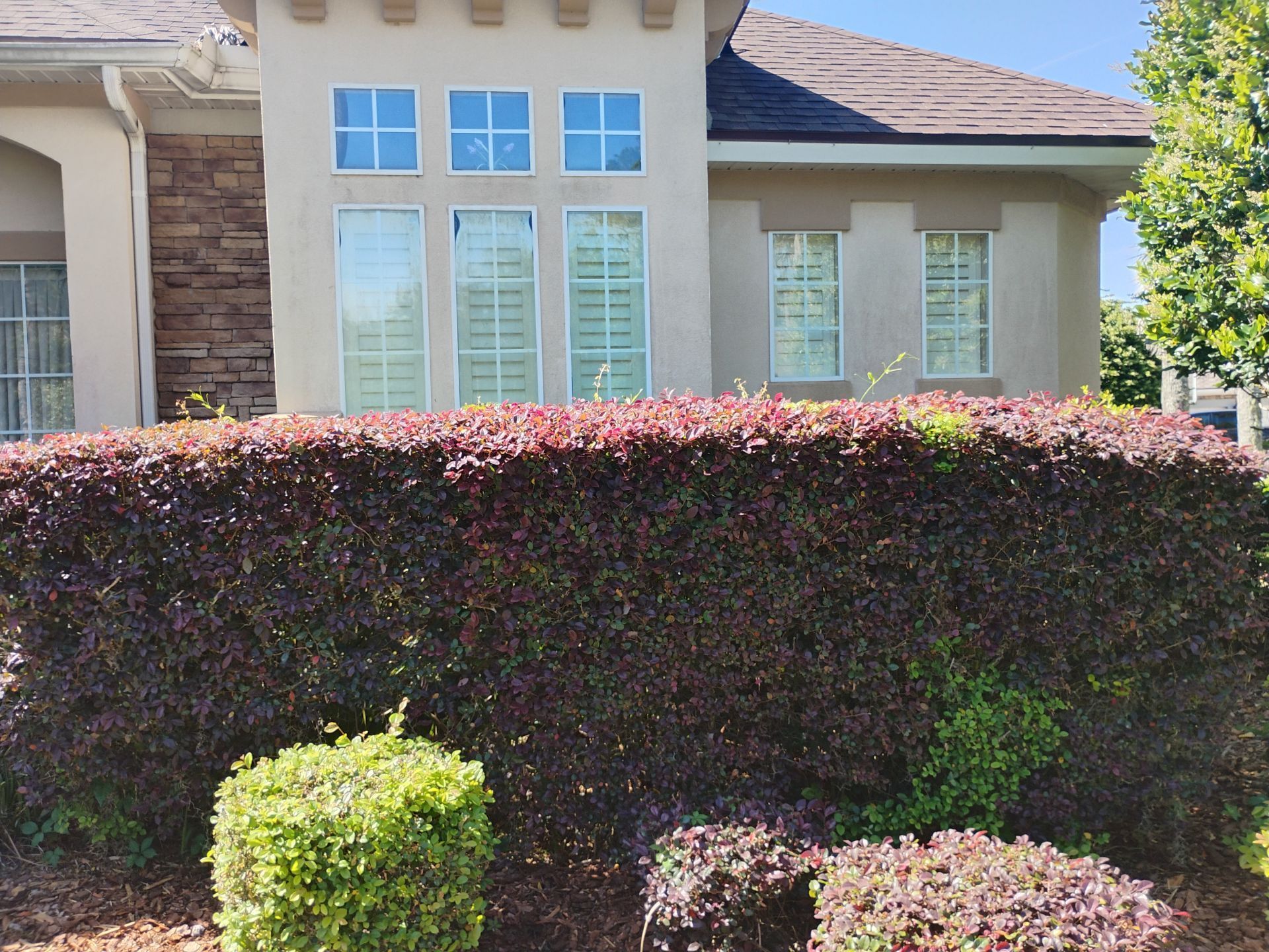 Front of a house with white windows behind a tall burgundy hedge and trimmed green bushes.