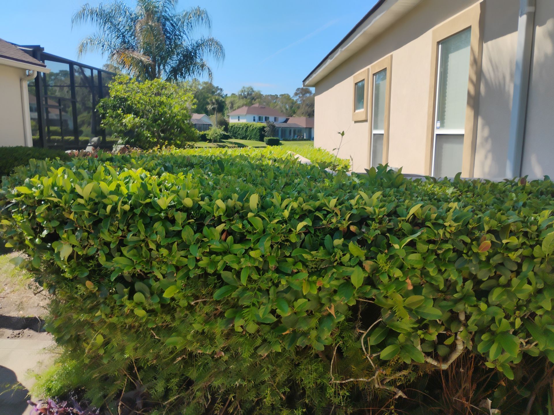 Sunny courtyard with trimmed green hedges beside beige buildings and a palm tree