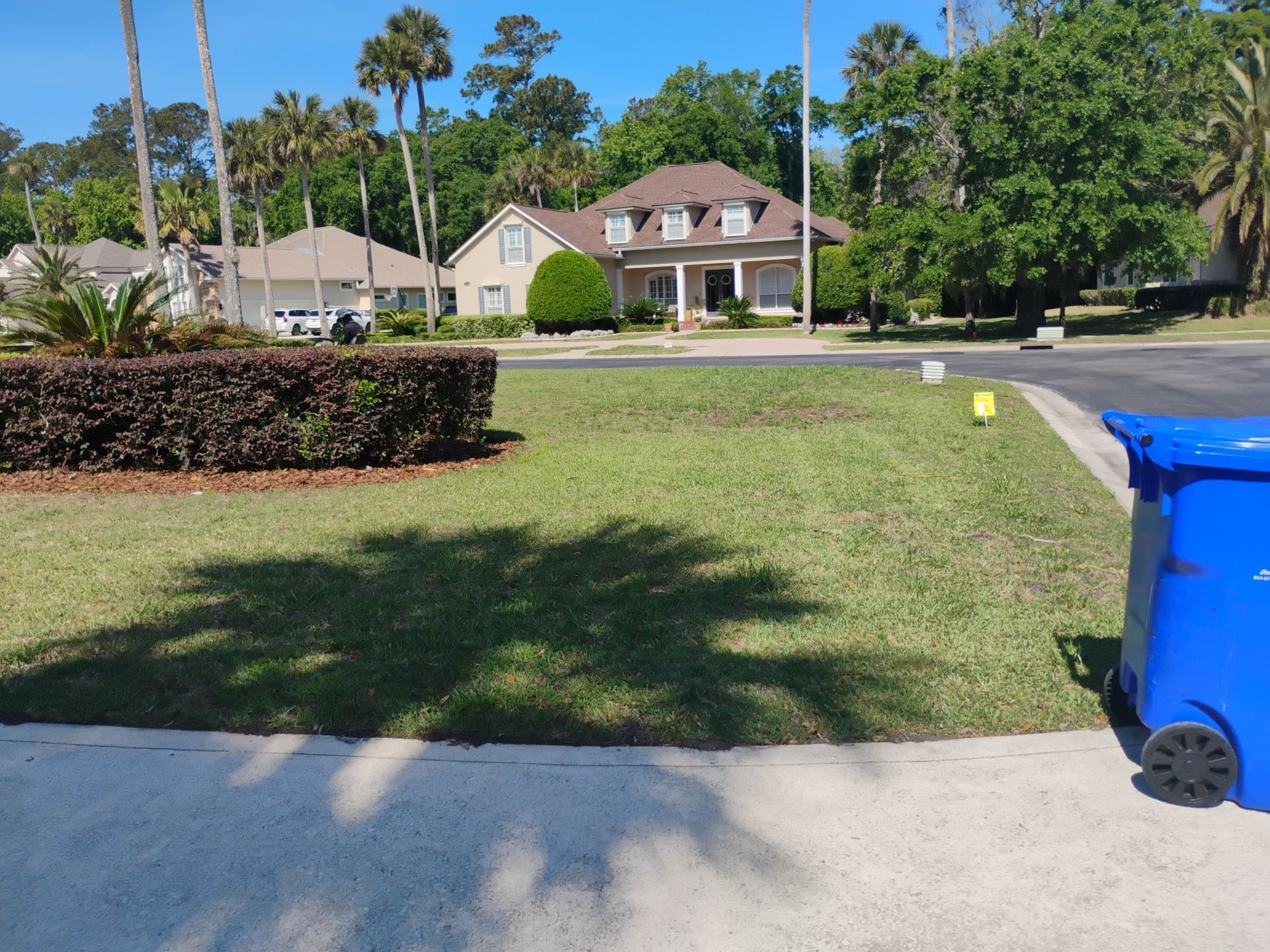 Suburban street with lawn, hedge, houses, palm trees, and a blue recycling bin by the sidewalk