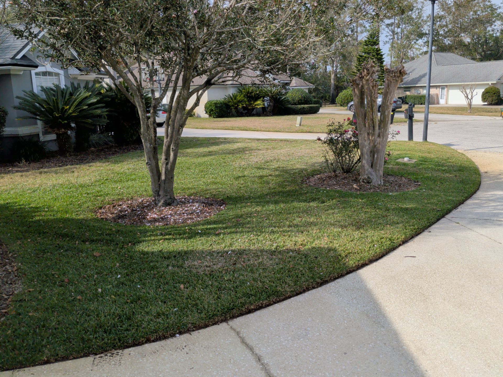 Curved sidewalk beside a grassy yard with trees and homes in a suburban neighborhood.
