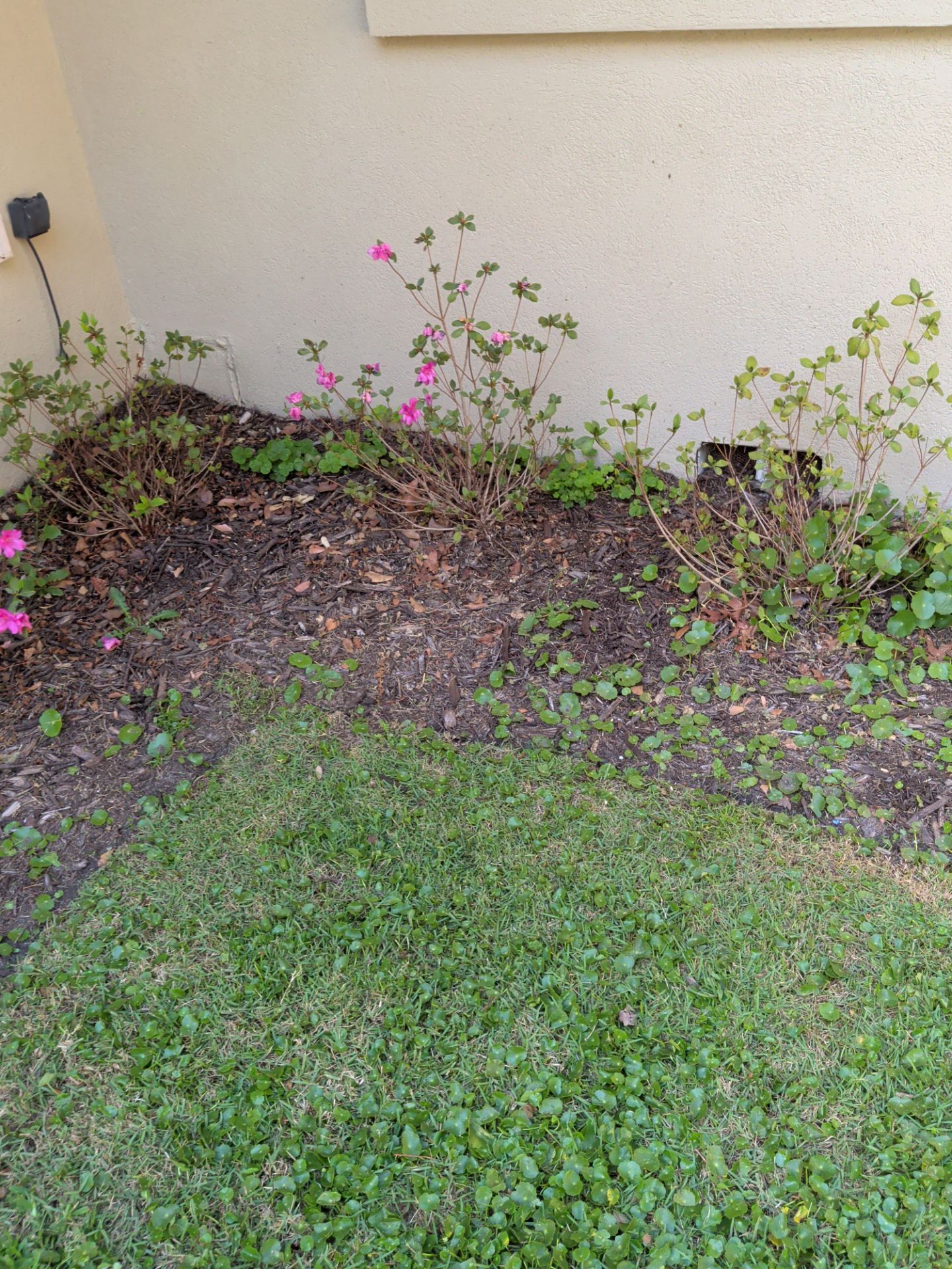 Small garden bed with green groundcover and pink flowers against a beige wall.