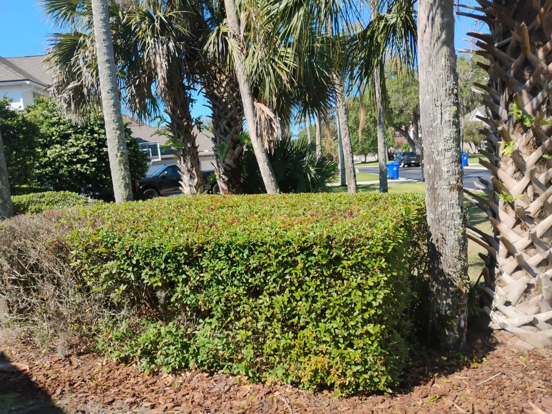 Sunlit landscaped hedge with palm trees and a glimpse of a parked car and street beyond