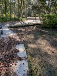 Driveway with fallen leaves; trees in background.