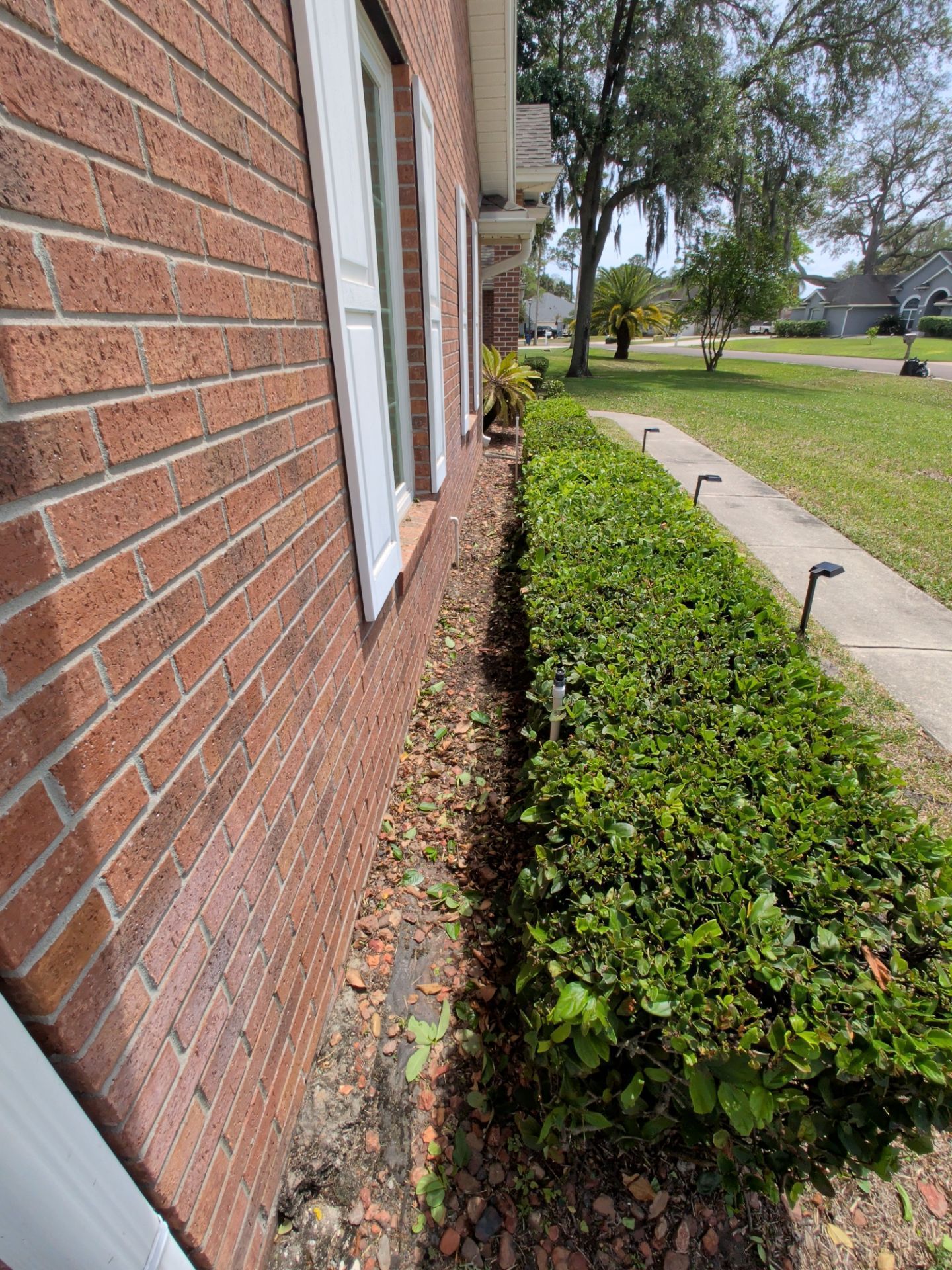 Brick house wall beside a narrow hedge and sidewalk in a residential yard