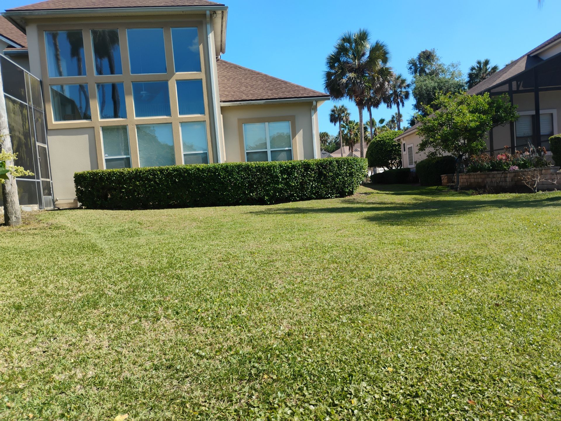 A sunny lawn in front of a beige house with tall windows and hedges, with palm trees nearby.