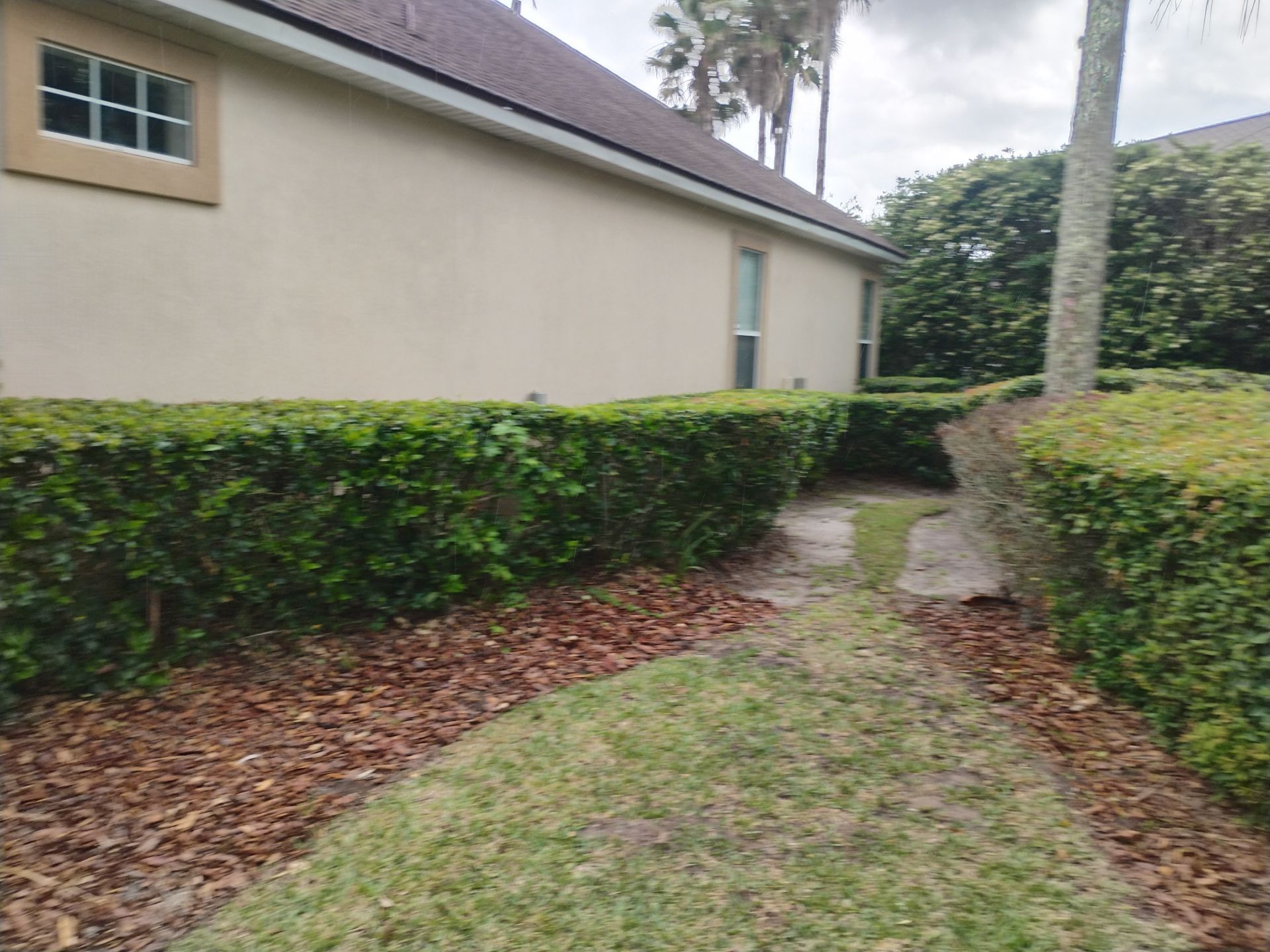 Narrow grassy side yard beside a beige house, with hedges and a curving path leading toward trees.