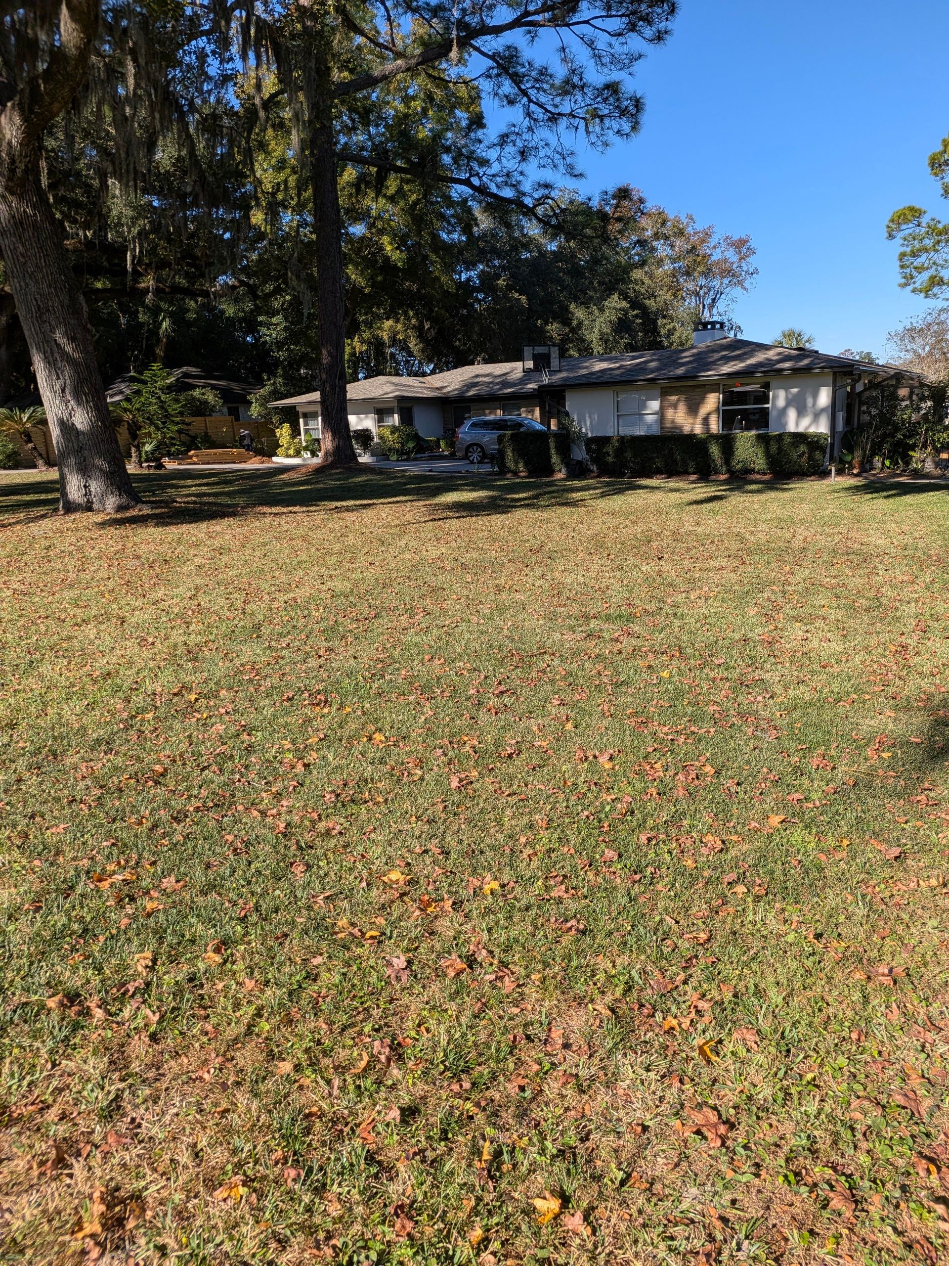 Leaf-covered front yard with large trees and a single-story house in the background.