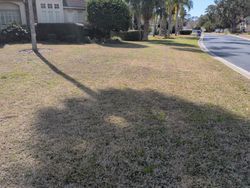 A brown lawn with tree shadows, next to a street and homes.