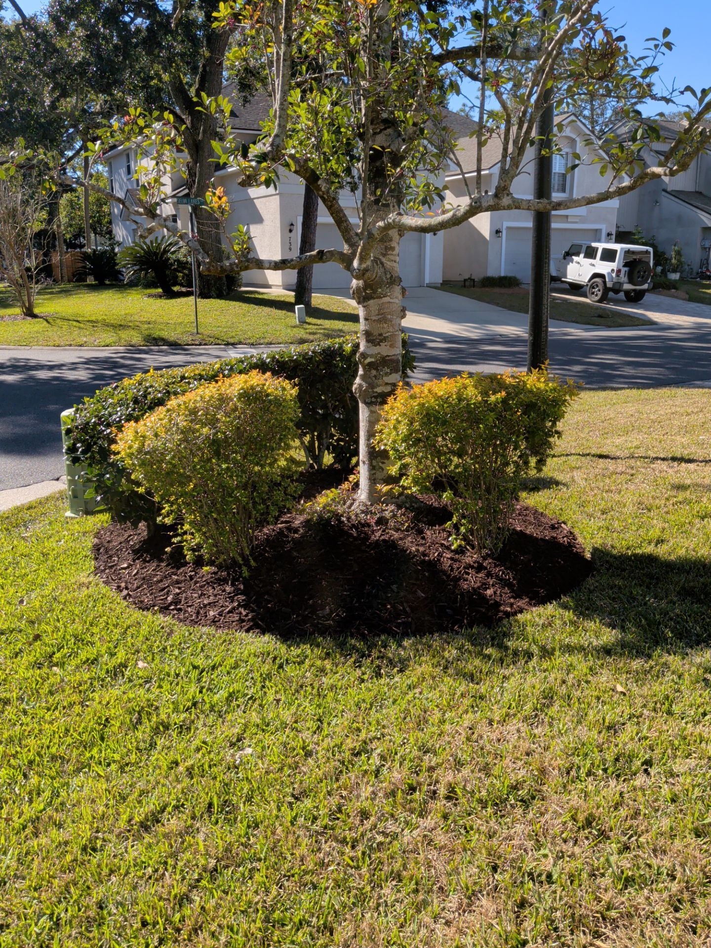 Tree surrounded by shrubs and mulch in a grassy yard. Houses and a car in the background.