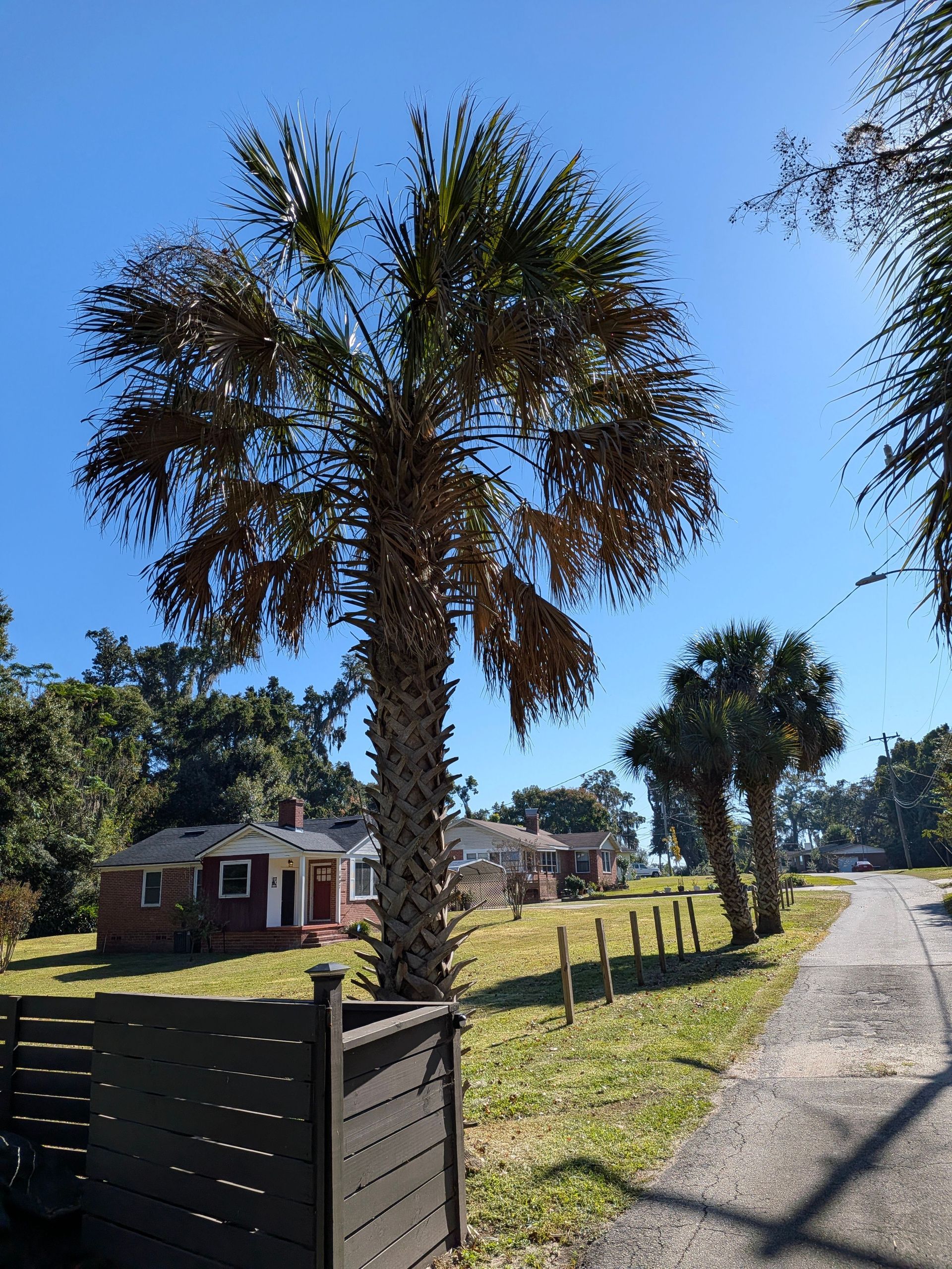 Palm tree by a grassy roadside near a small red house under a clear blue sky.