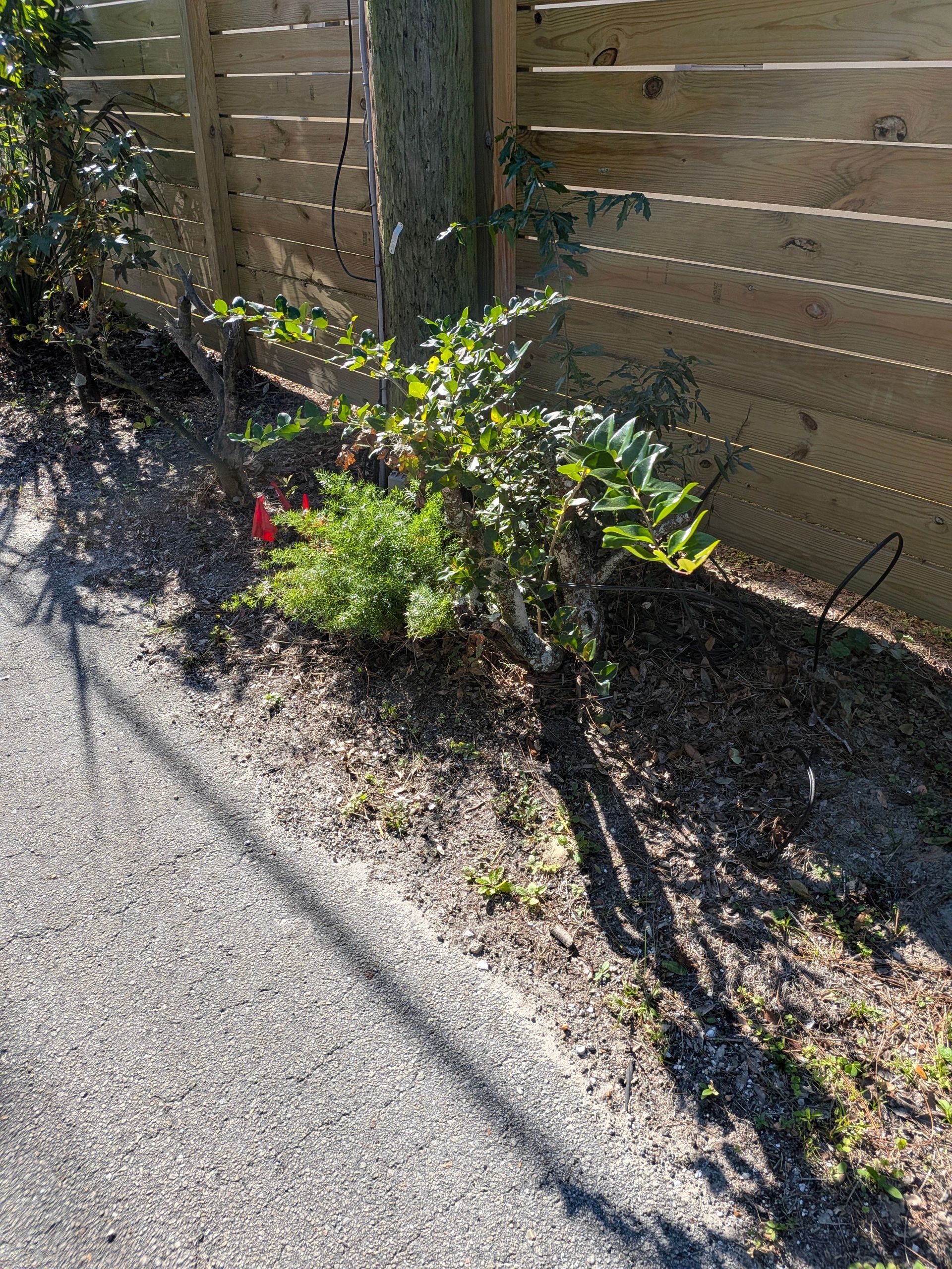 Small bush with red flowers growing beside a wooden fence along a gravel path.