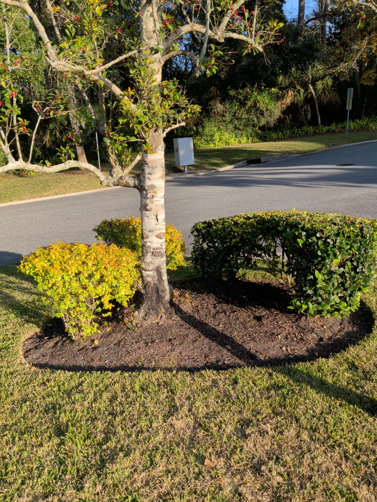 Tree trunk surrounded by mulch, bordered by bushes and grass. A road and more trees are in the background.