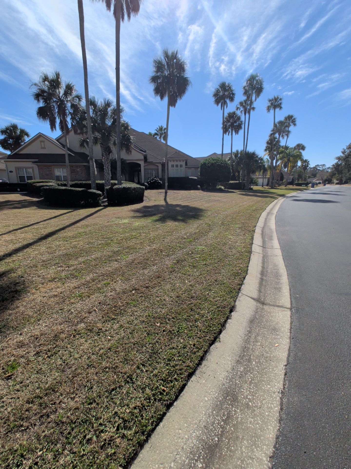 Suburban home with palm trees on a sunny day. Green and brown grass beside a curved street.
