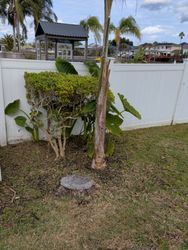 A backyard with a white fence, green grass, and a tree stump in front of bushes.