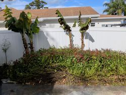 Banana trees and overgrown green vegetation in front of a white fence and a light brown roof.