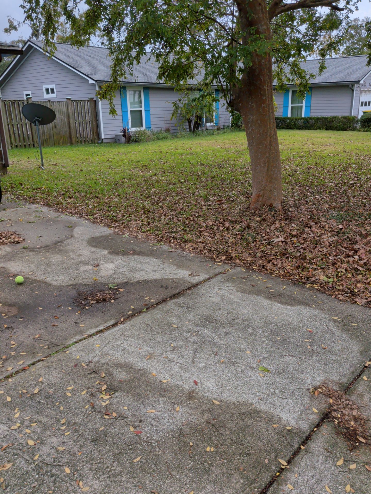 A house with gray siding and blue shutters, a brown tree trunk, and a cracked concrete driveway covered in leaves.