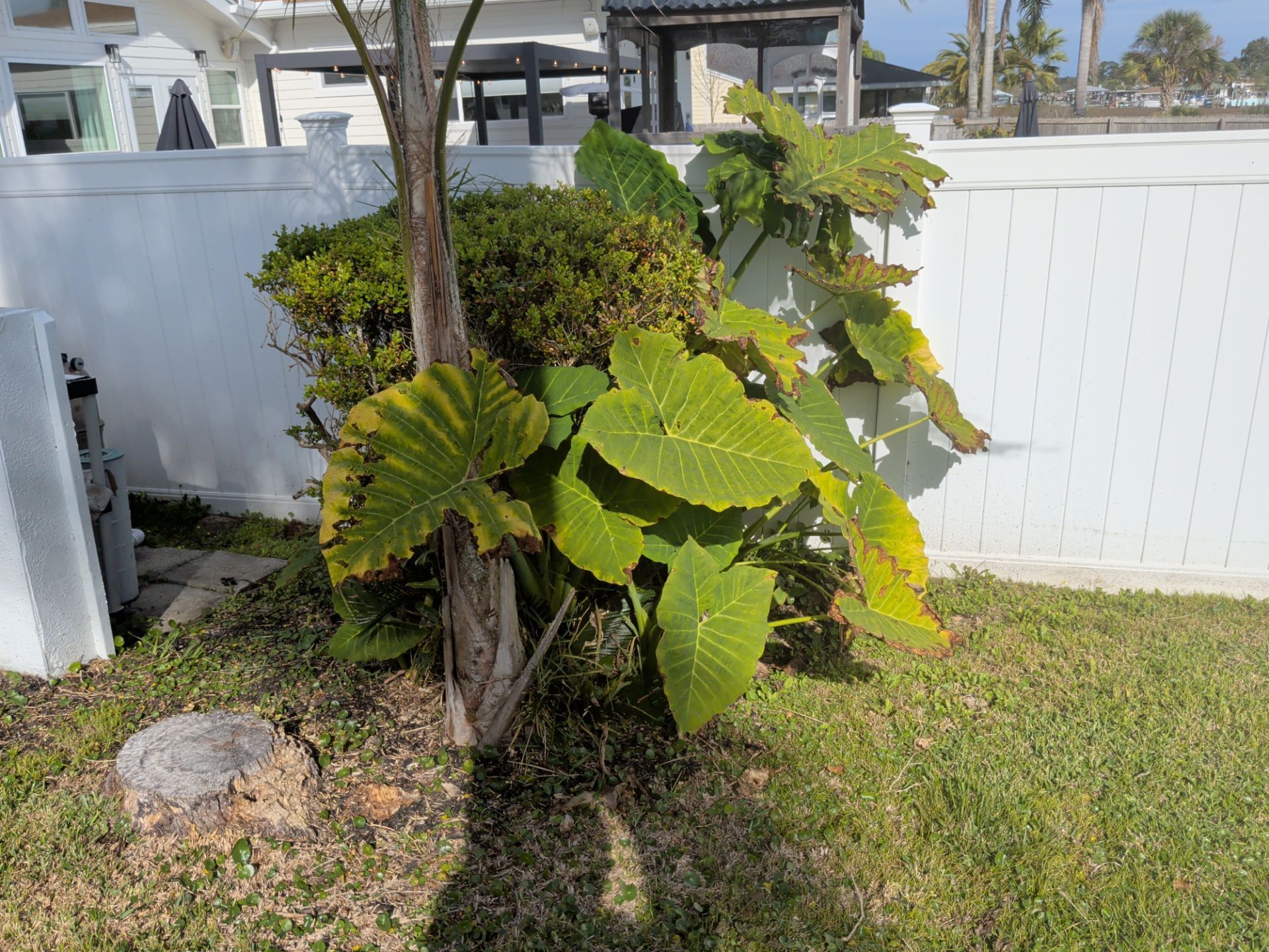 Large-leafed plant with yellowing edges growing by a white fence and a tree trunk, in a grassy yard.