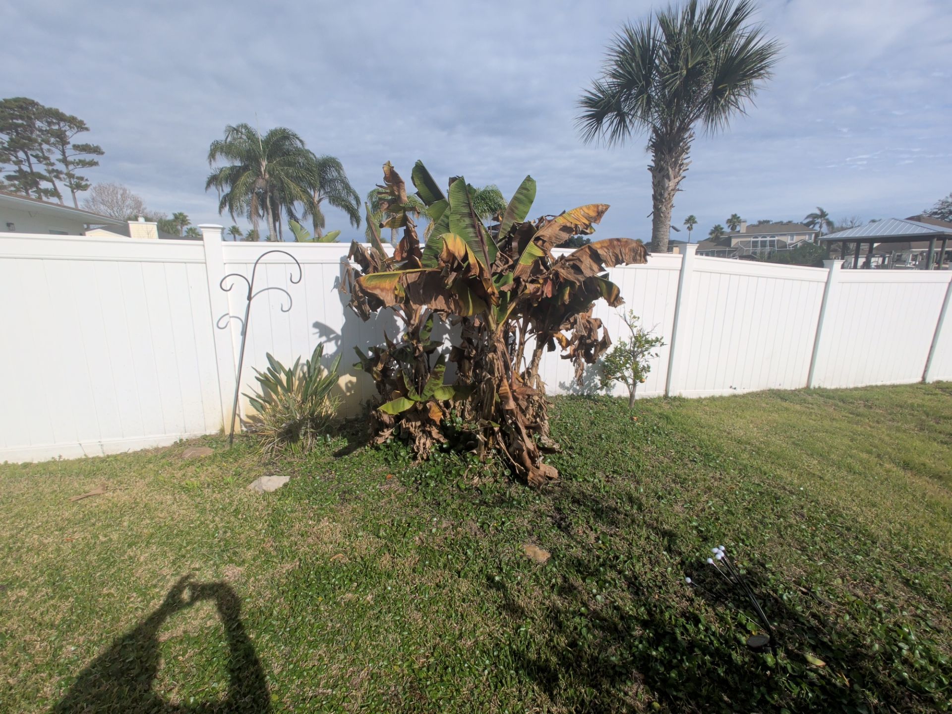 A banana plant with brown leaves sits in a grassy yard by a white fence under a cloudy sky.