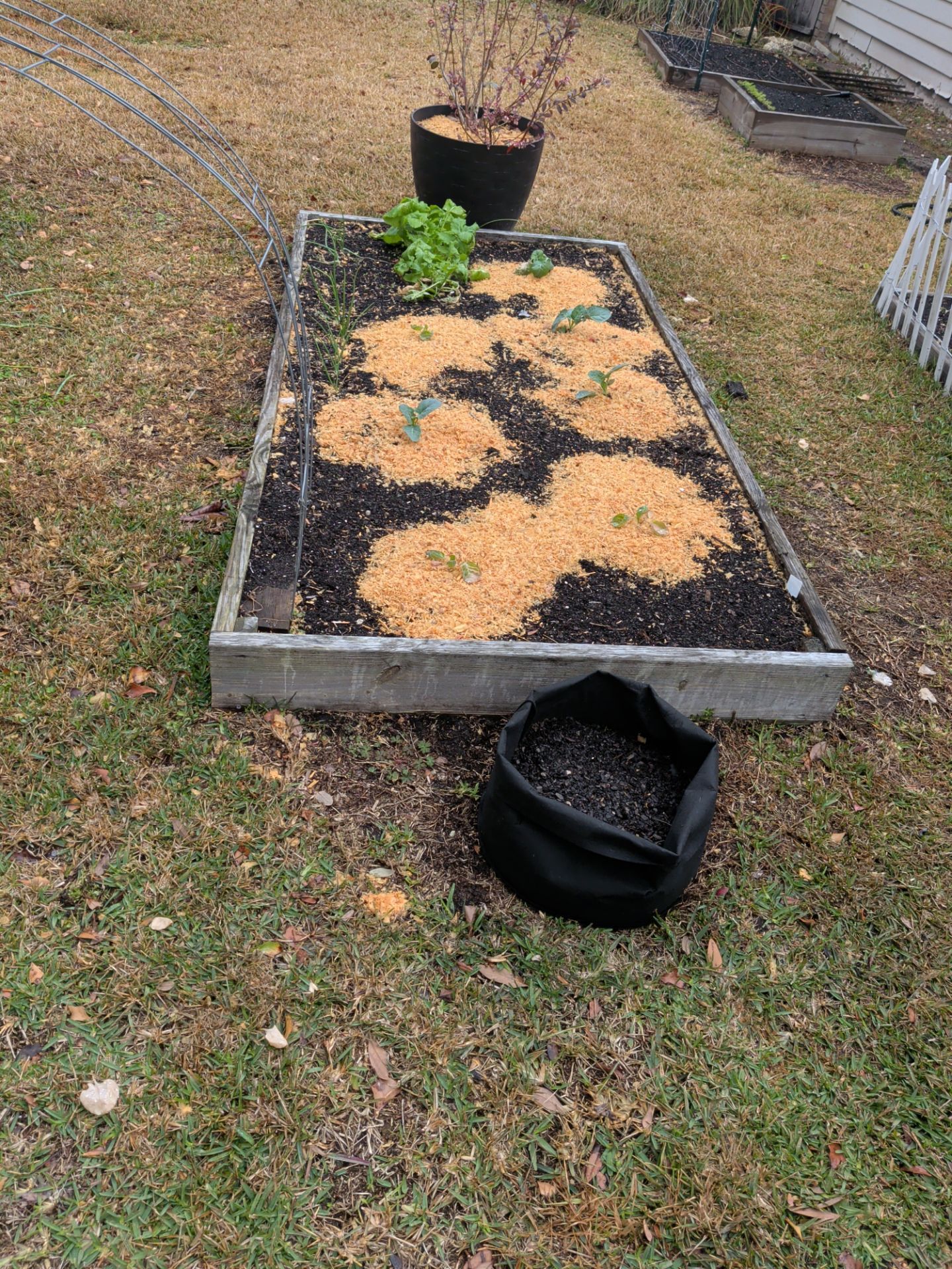 Raised garden bed with mulch and young plants, plus a black pot on the ground in a yard.