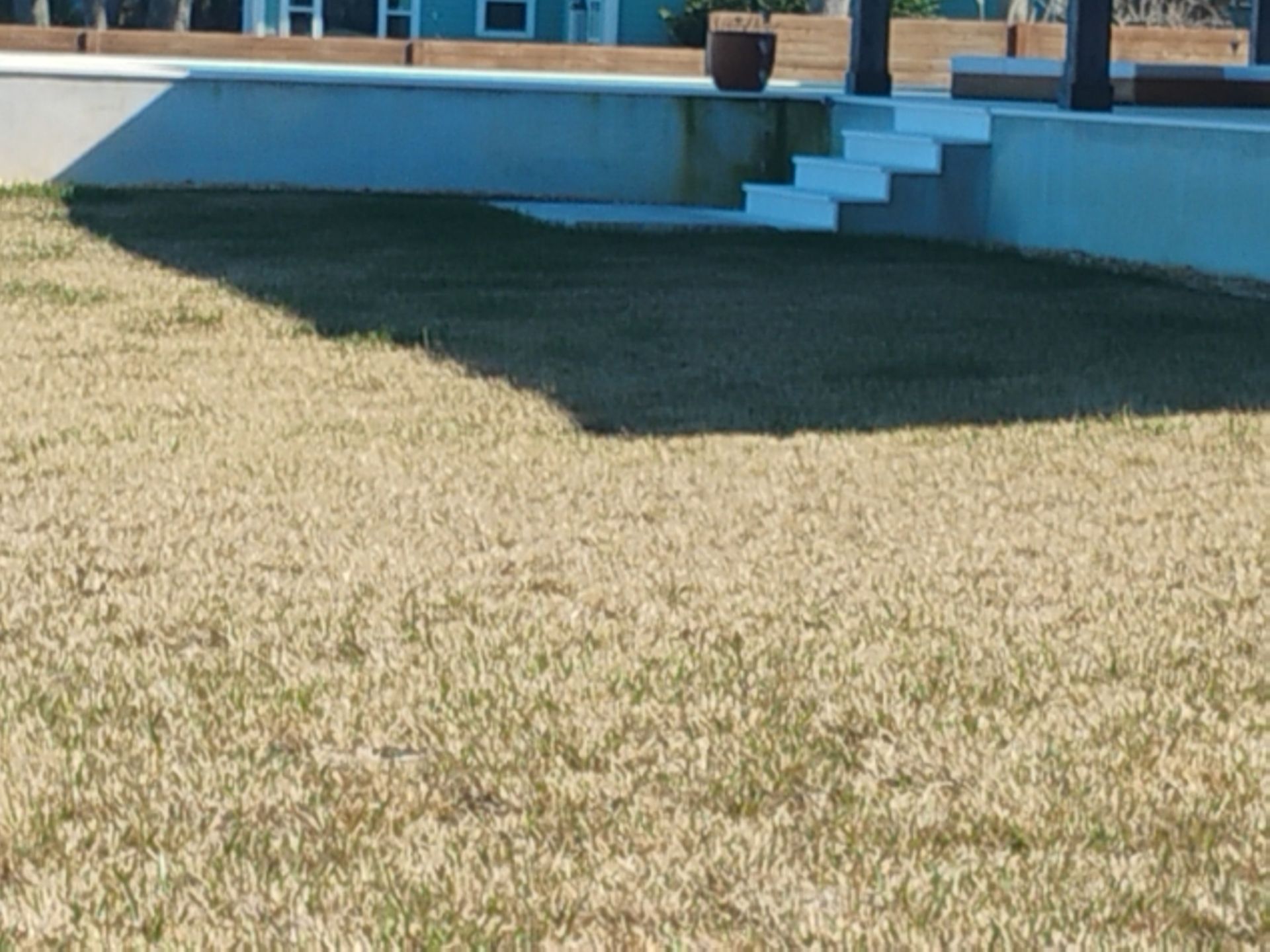 Backyard lawn with a blue raised patio, steps, and a potted plant in the background