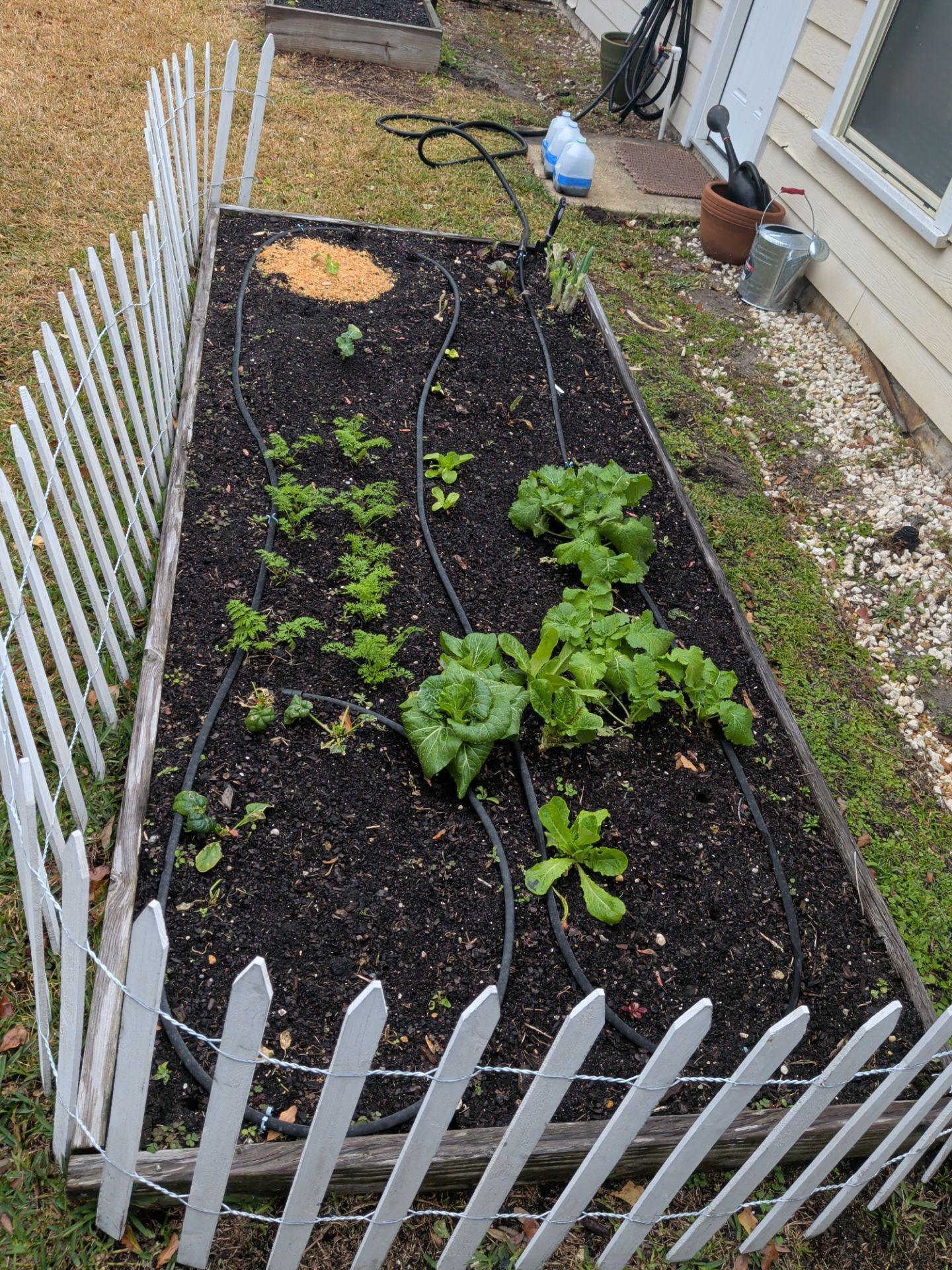 Small fenced garden bed with young green plants and dark soil beside a house.