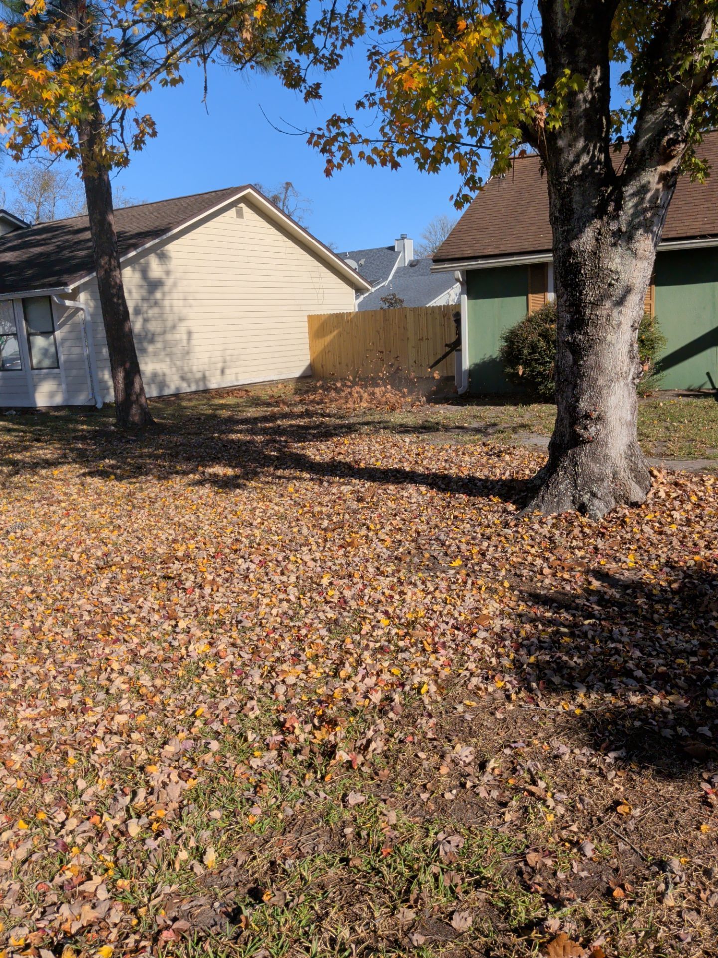 Fall leaves cover a yard in front of houses; trees frame the scene with a clear blue sky.