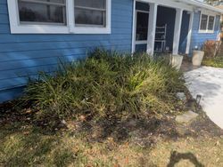 Blue house with overgrown green plants in front. Concrete path and window visible.