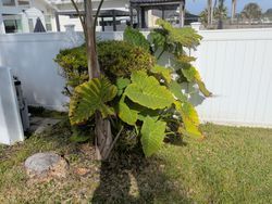Large-leafed plant with yellowing leaves grows next to a white fence, in front of a green bush and a tree trunk.