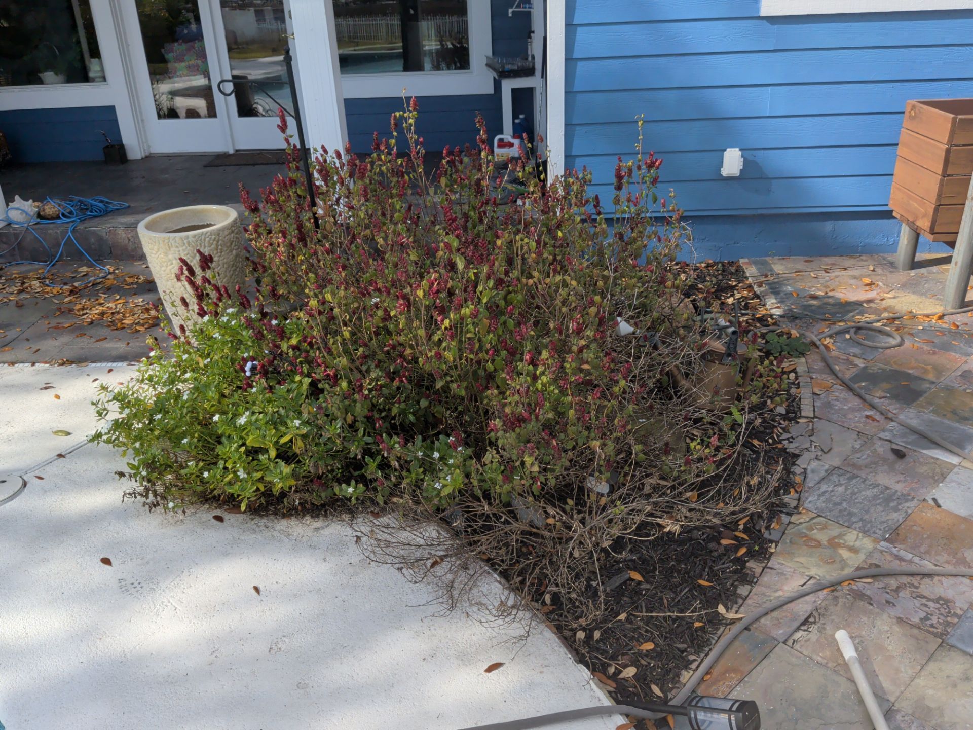 A bush with reddish flowers, next to a green plant, by a blue house.