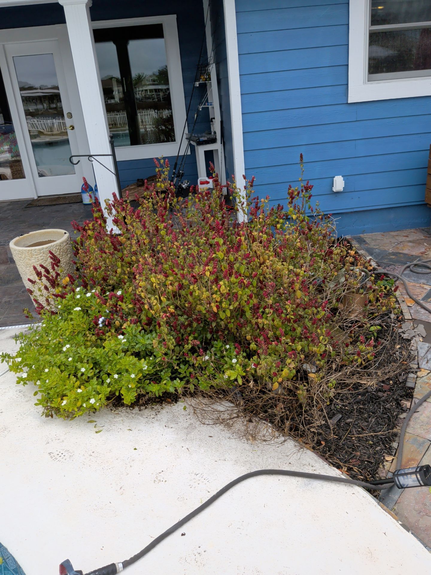 A garden bed with green and red flowering plants next to a blue house and patio.
