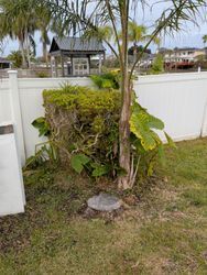 A tree stump surrounded by overgrown greenery and a white fence in a yard.