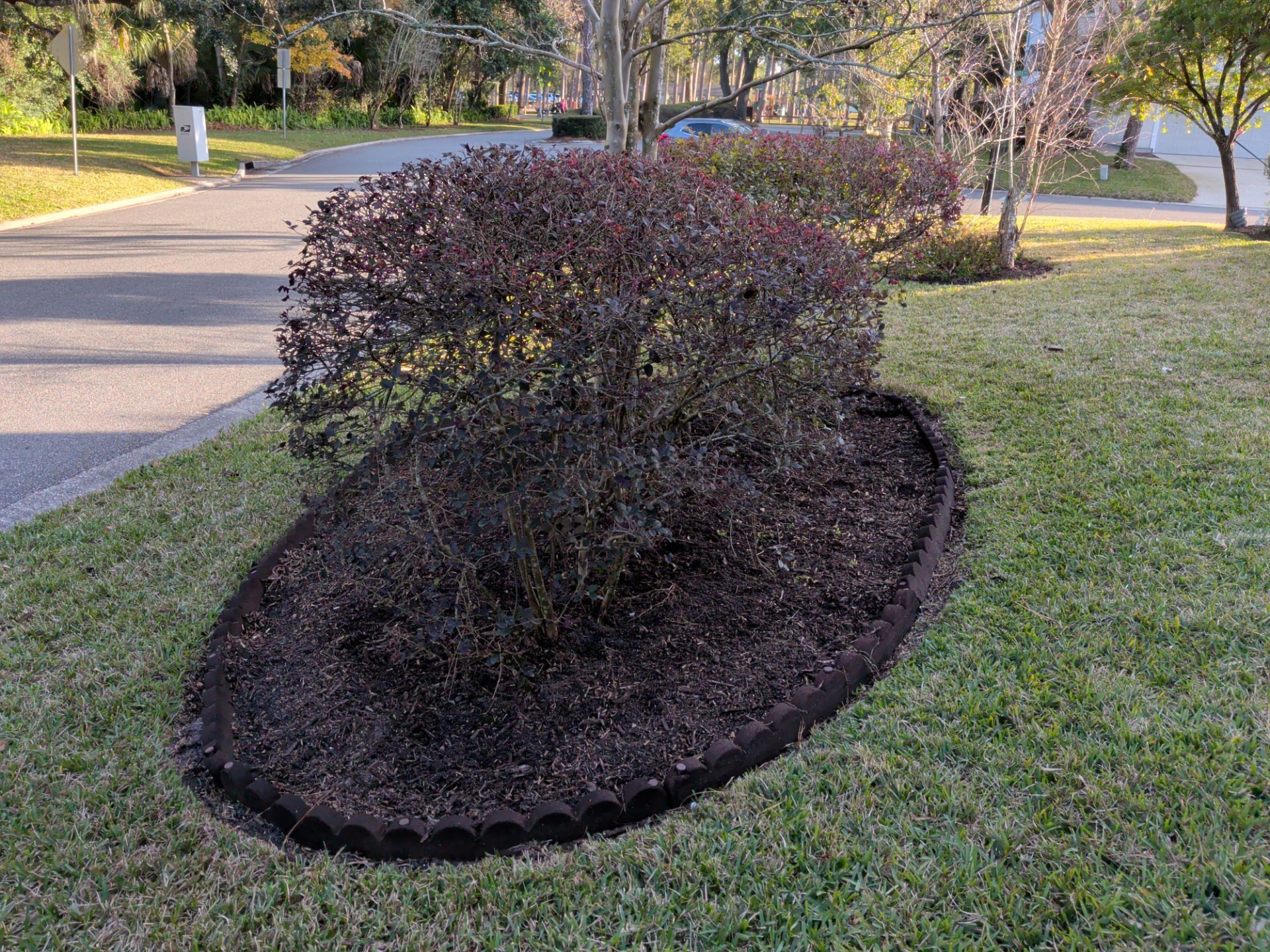 Bush with dark red leaves in a mulch-lined bed on a grassy lawn next to a street.