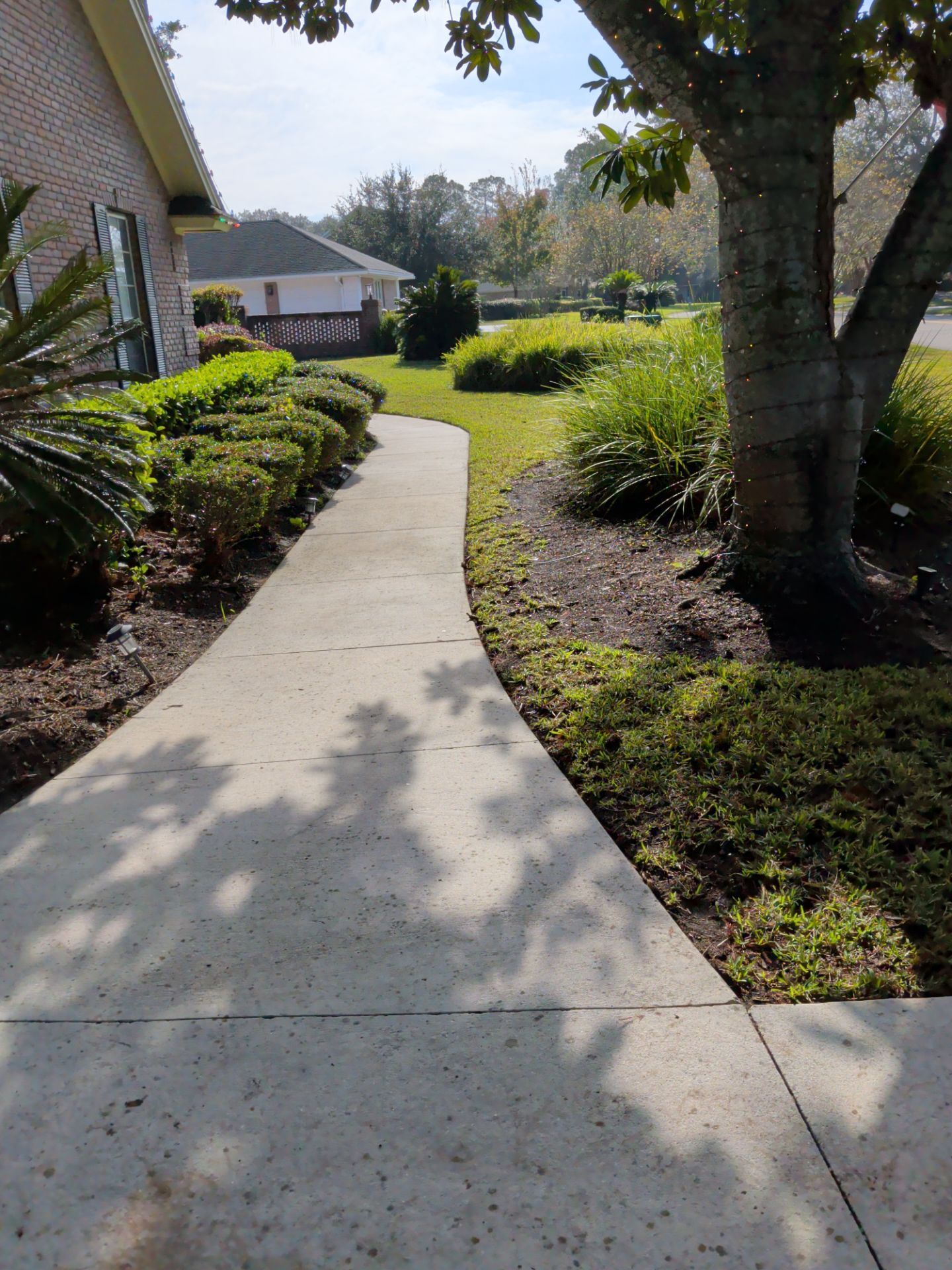 Concrete sidewalk curves through a landscaped yard with trimmed bushes and a large tree casting shadows.