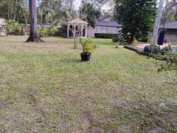 A grassy backyard with a gazebo, a potted plant, and a few trees.