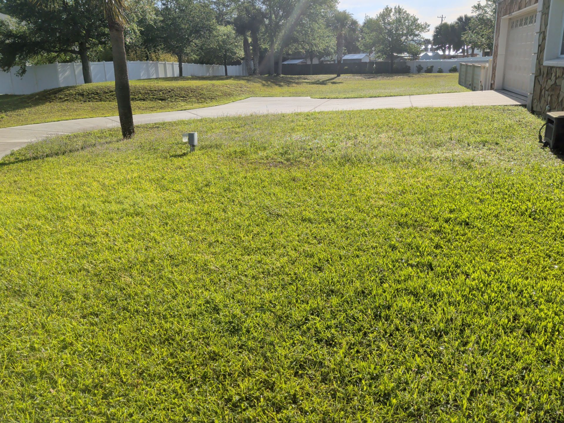 Bright green lawn beside a sidewalk and trees in a sunny suburban yard