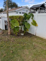Elephant ear plants near a white fence, in a yard with a house and gazebo in the background.