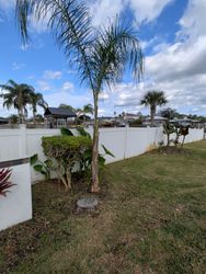 Palm tree and greenery in front of a white fence under a blue, cloudy sky.