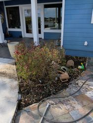 Blue house exterior with overgrown bushes and a water hose on a stone patio.