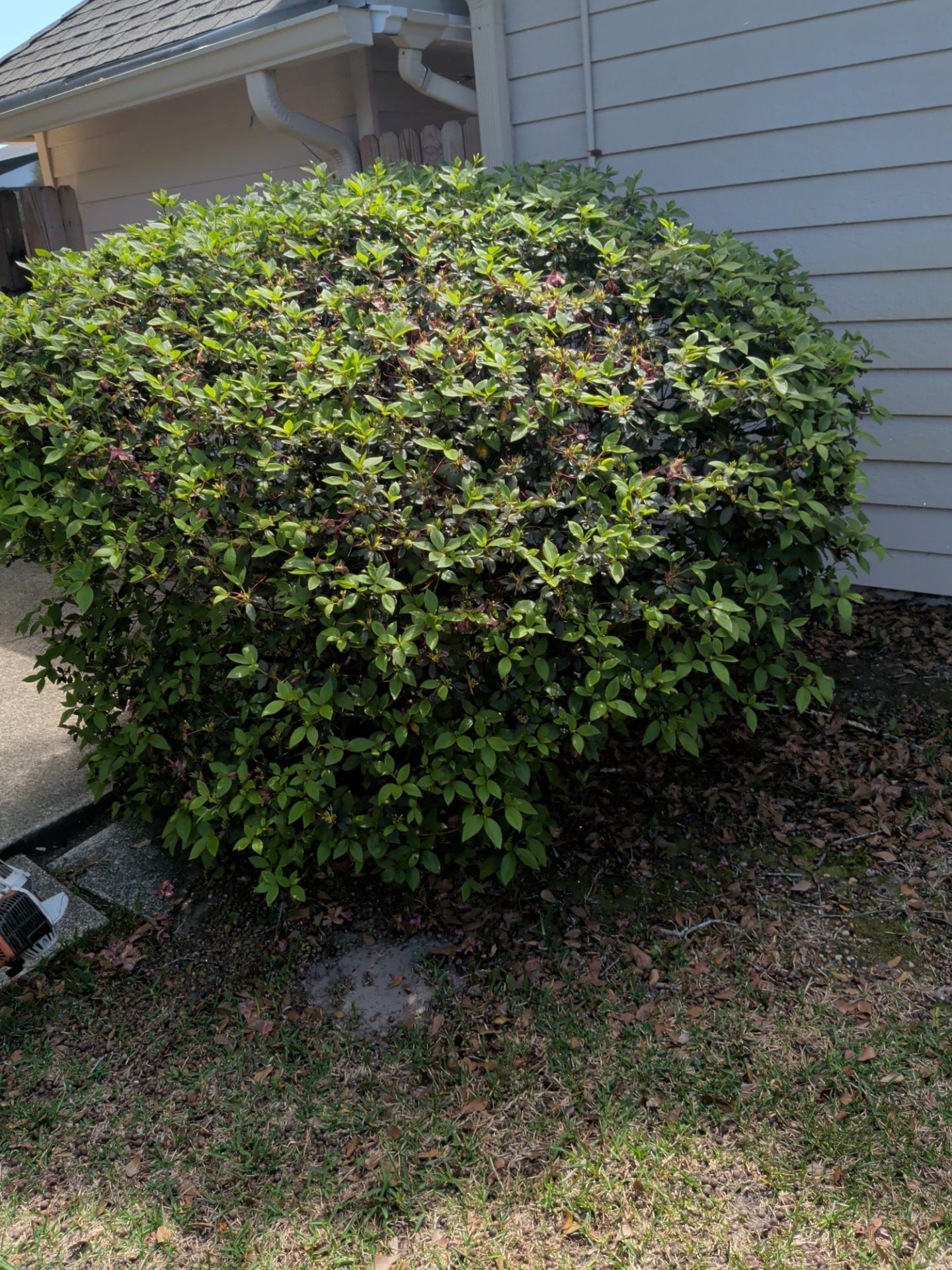 Rounded green shrub beside a house’s siding and roofline, in a yard with dry grass and rocks.