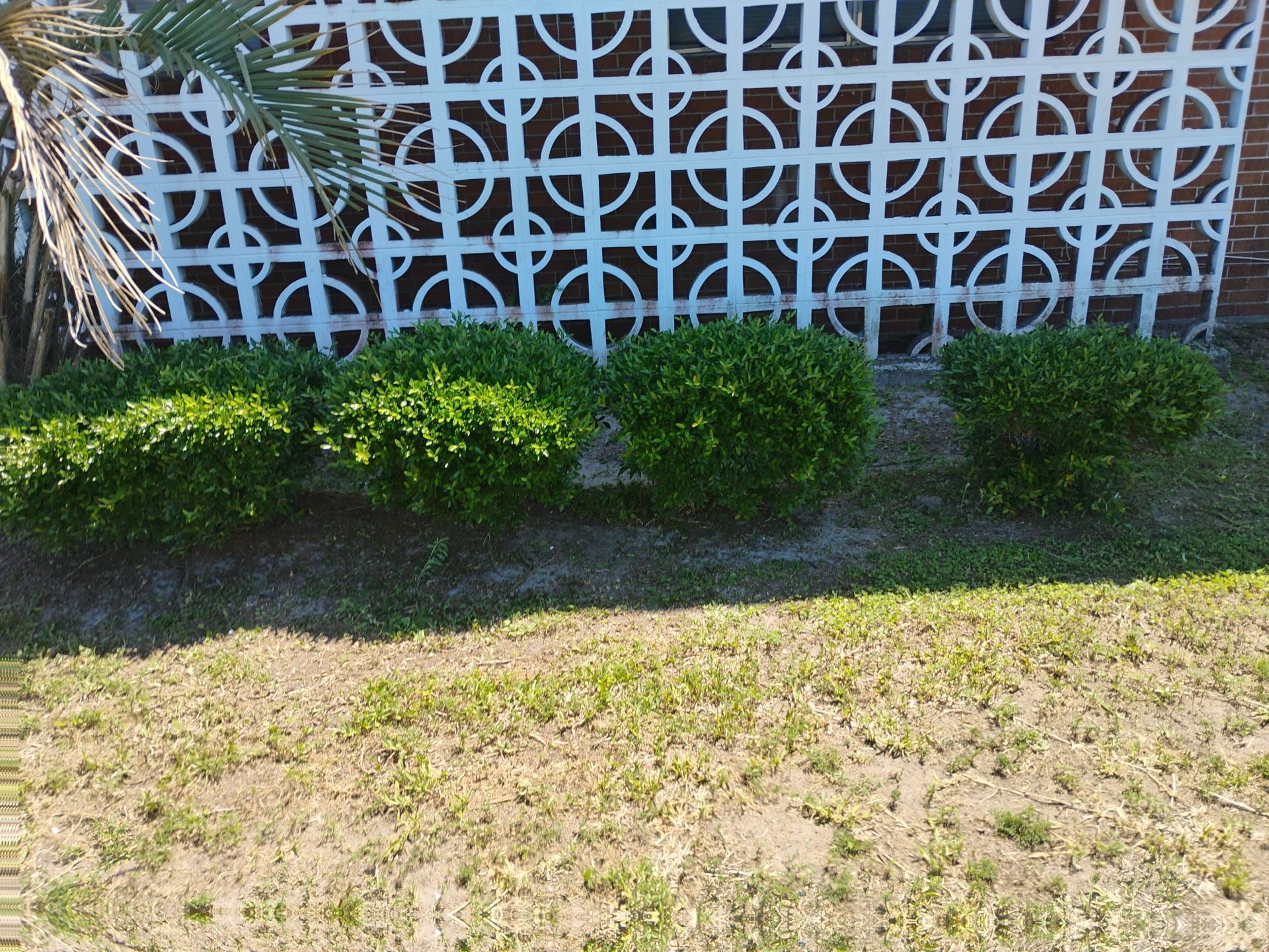 White lattice fence behind small green shrubs along a patchy sunlit lawn.