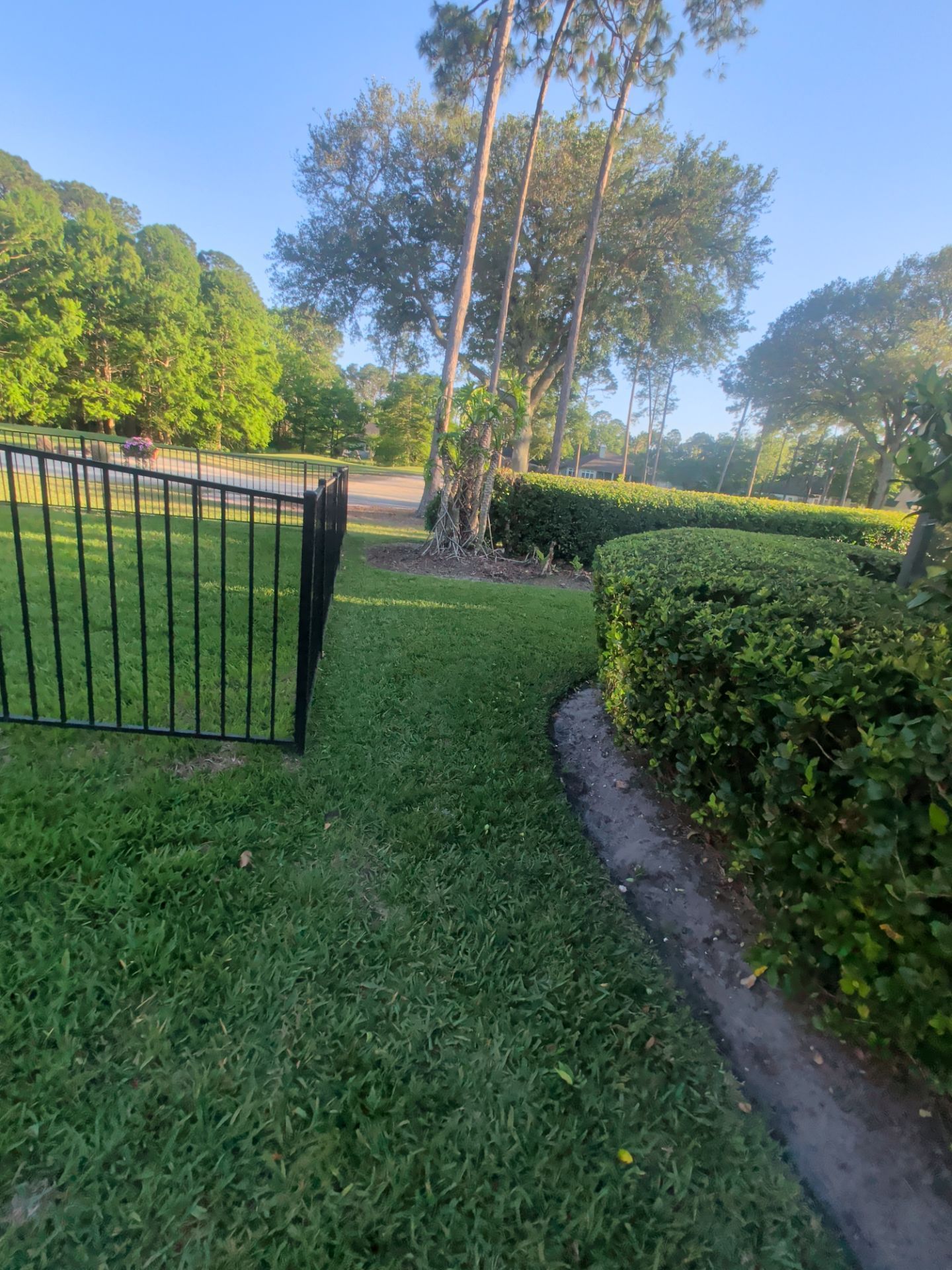 Grassy yard with black fence, trimmed hedge, and tall trees in soft evening light