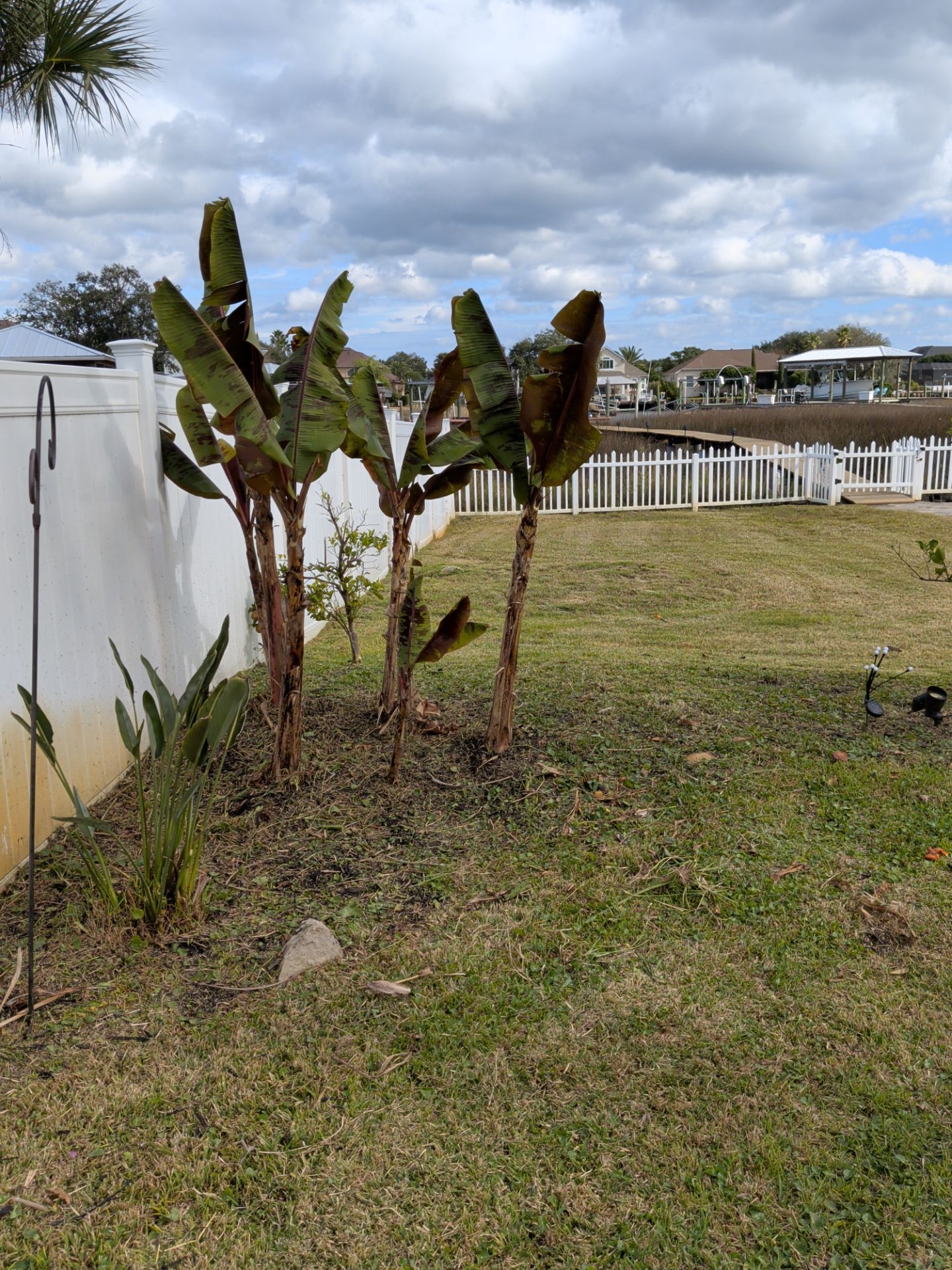 Banana trees in a yard near a white fence, under a cloudy sky.