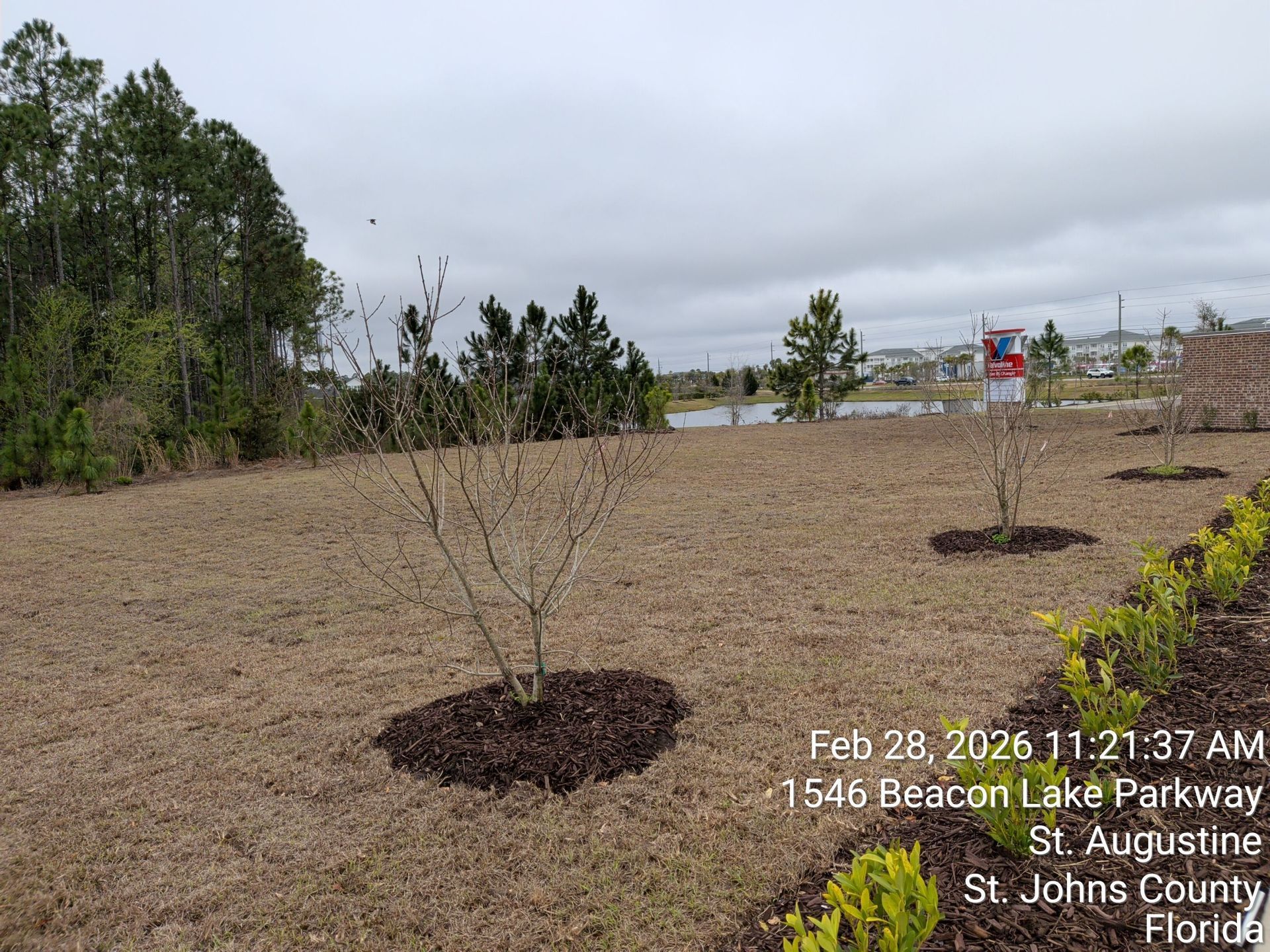 Mulched landscape with young trees and shrubs under cloudy sky, near a sign and parking lot.