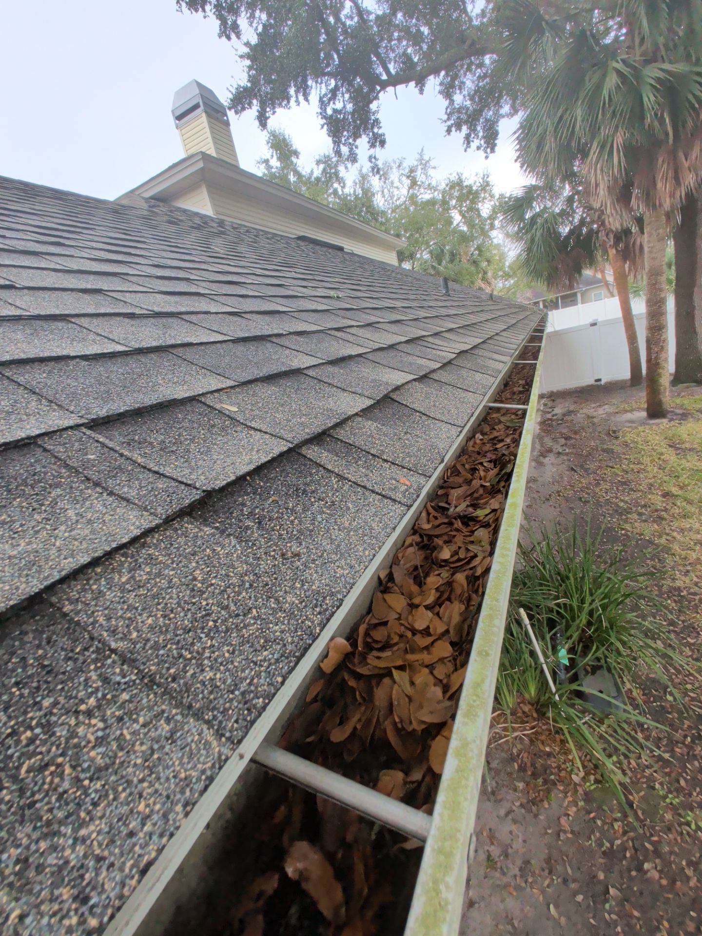 Debris-filled roof gutter beside shingled roof and trees in a residential yard